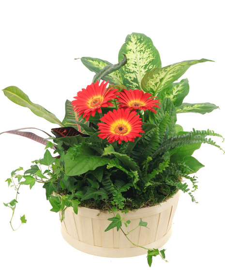 Harvest Garden Basket