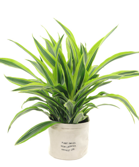 Lemon-Lime Dracaena