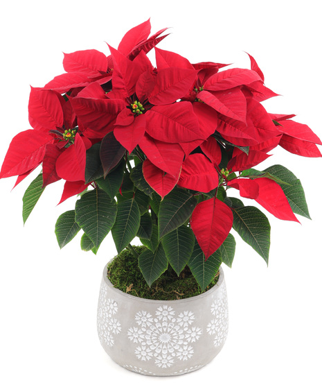 Poinsettia in Snowflake Ceramic Pot