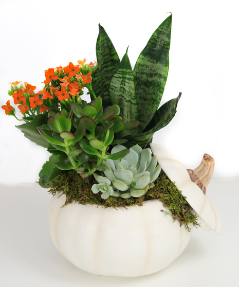 Succulents