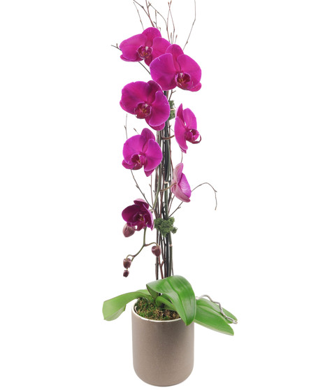 Featured Plants