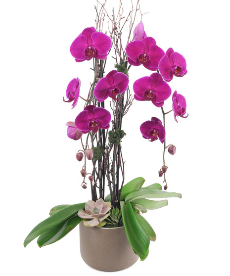 Flowering Plants