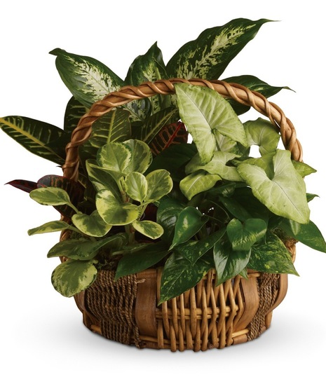 Green Plants