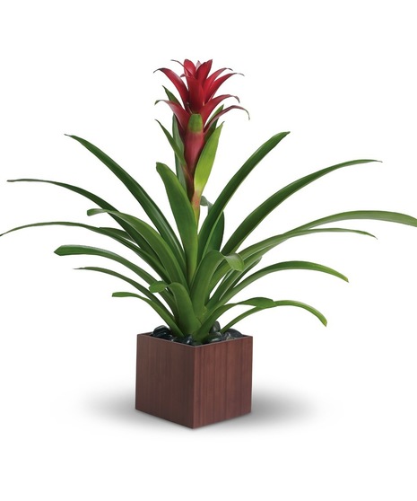 Bromeliad Beauty