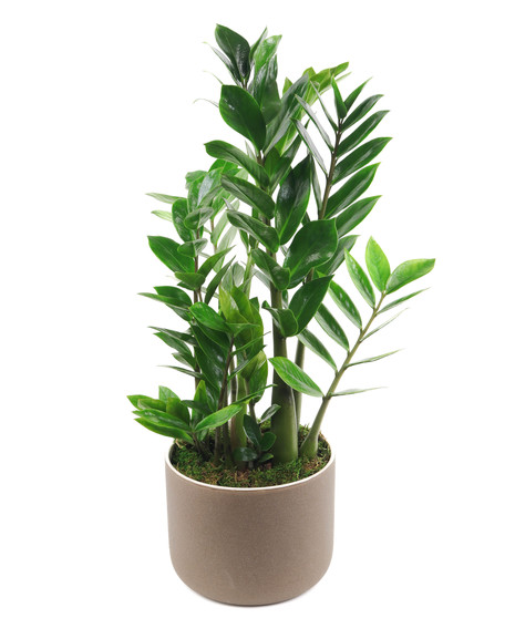 ZZ Plant